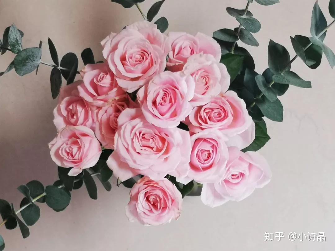 网页制作大宝库植物花草之玫瑰花素材图片4