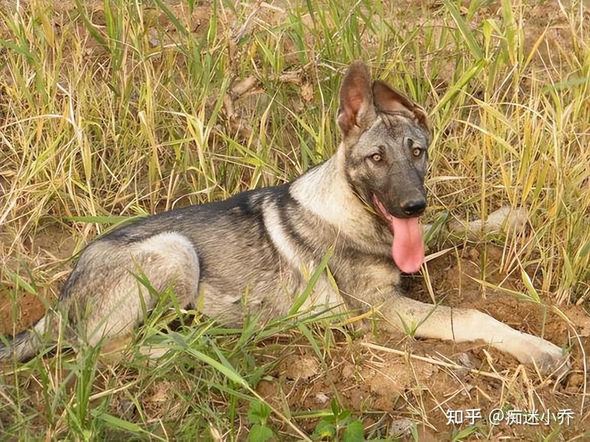 原来“狼青犬”这么好,养过一次就不想换了 - 知乎