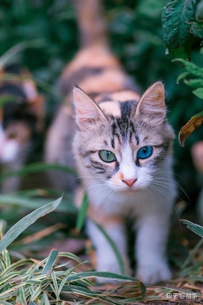 橘花猫 小花猫图片 小花猫儿歌 狸花猫幼猫