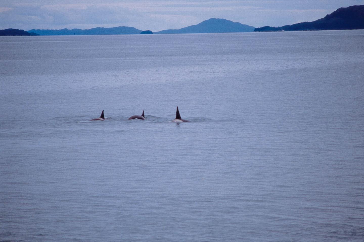 v2-10ac439d834fb51ff5e472ce565aa51b_1440w.jpg?source=172ae18b