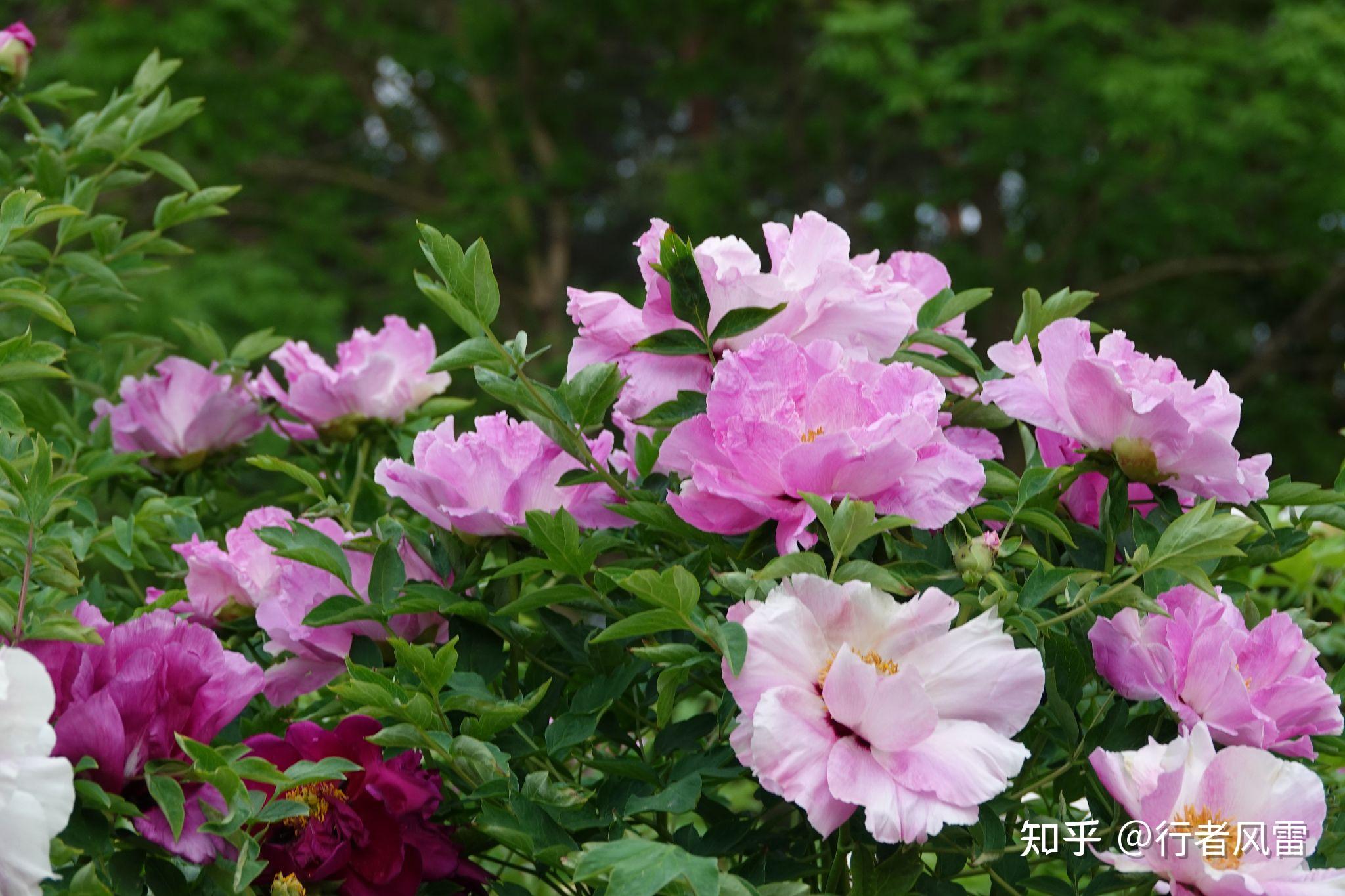 错峰赏牡丹东北花正艳