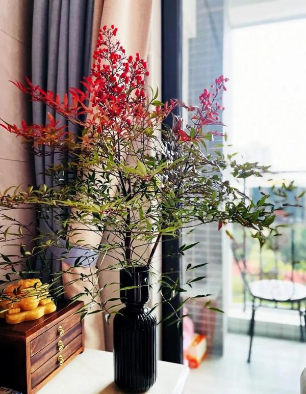 100种观叶植物 | No.22 南天竹养护攻略 - 知乎