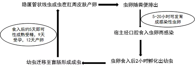 蛲虫的生活史过程图片