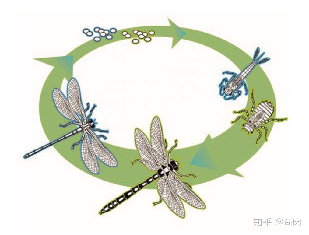蜻蜓的蜕变过程图片