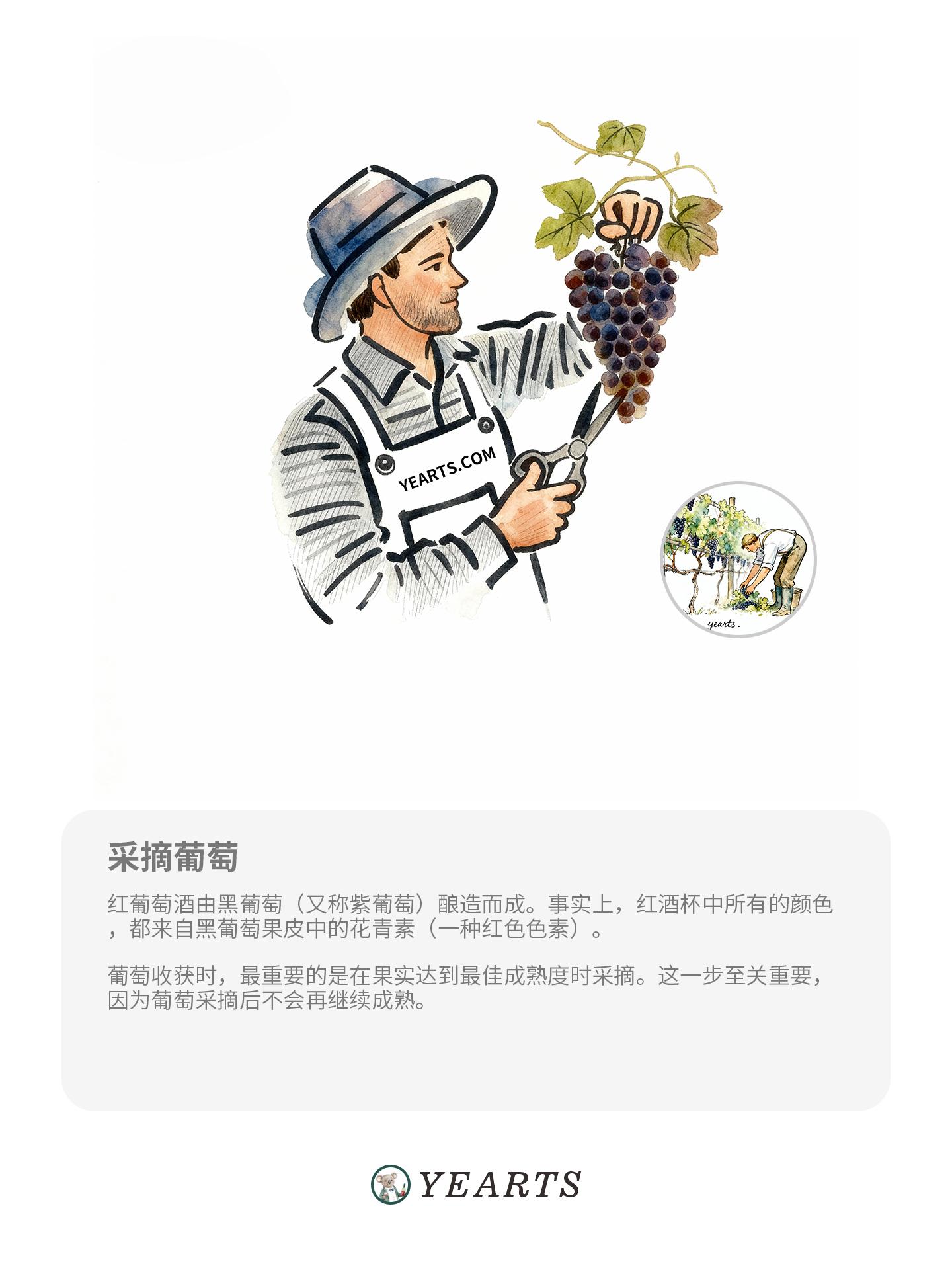 图片[1]-葡萄酒酿造步骤-yearts