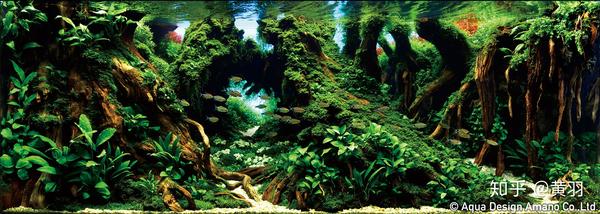 18年ada水草造景大赛 知乎
