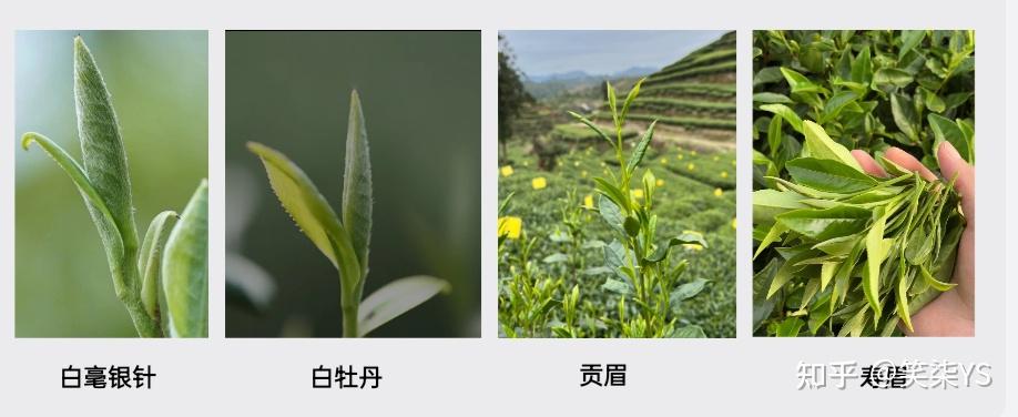 按花色分:白毫銀針,白牡丹,貢眉,壽眉,新工藝白茶(外銷)按茶樹品種分