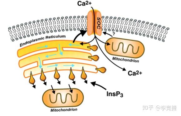 神经元突触中的第二信使 - 知乎