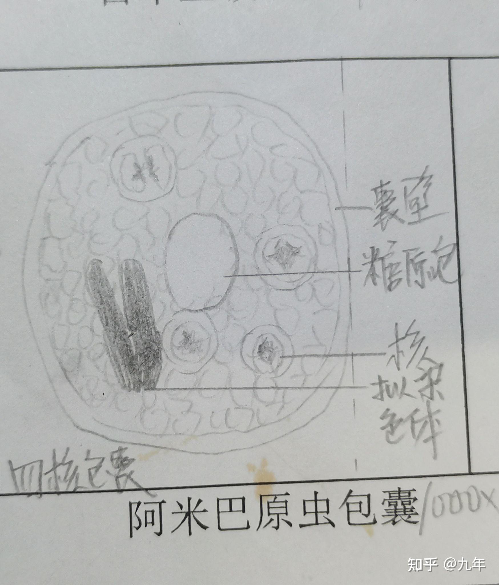 恶性日疟原虫红蓝绘图图片