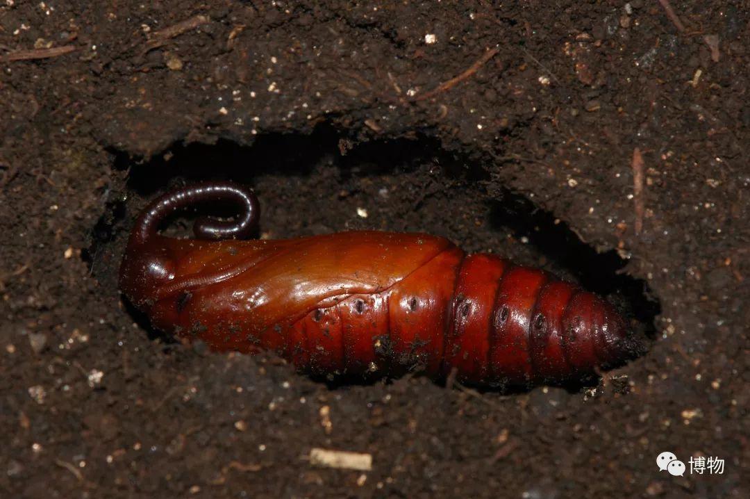 冬天虽然很冷但虫子可能比你还抗冻