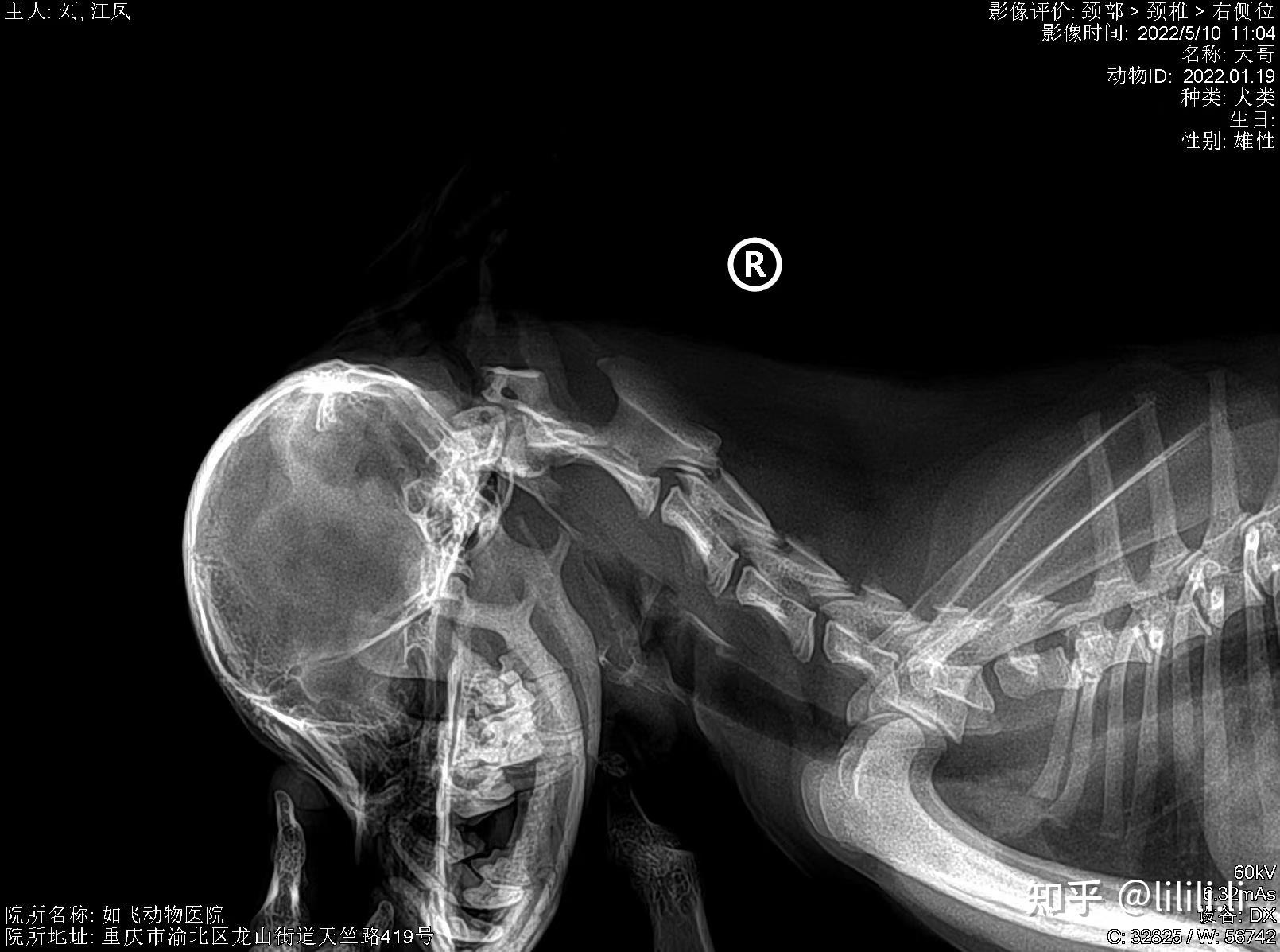 宠物dr拍摄诊断案例——寰枢椎半脱位