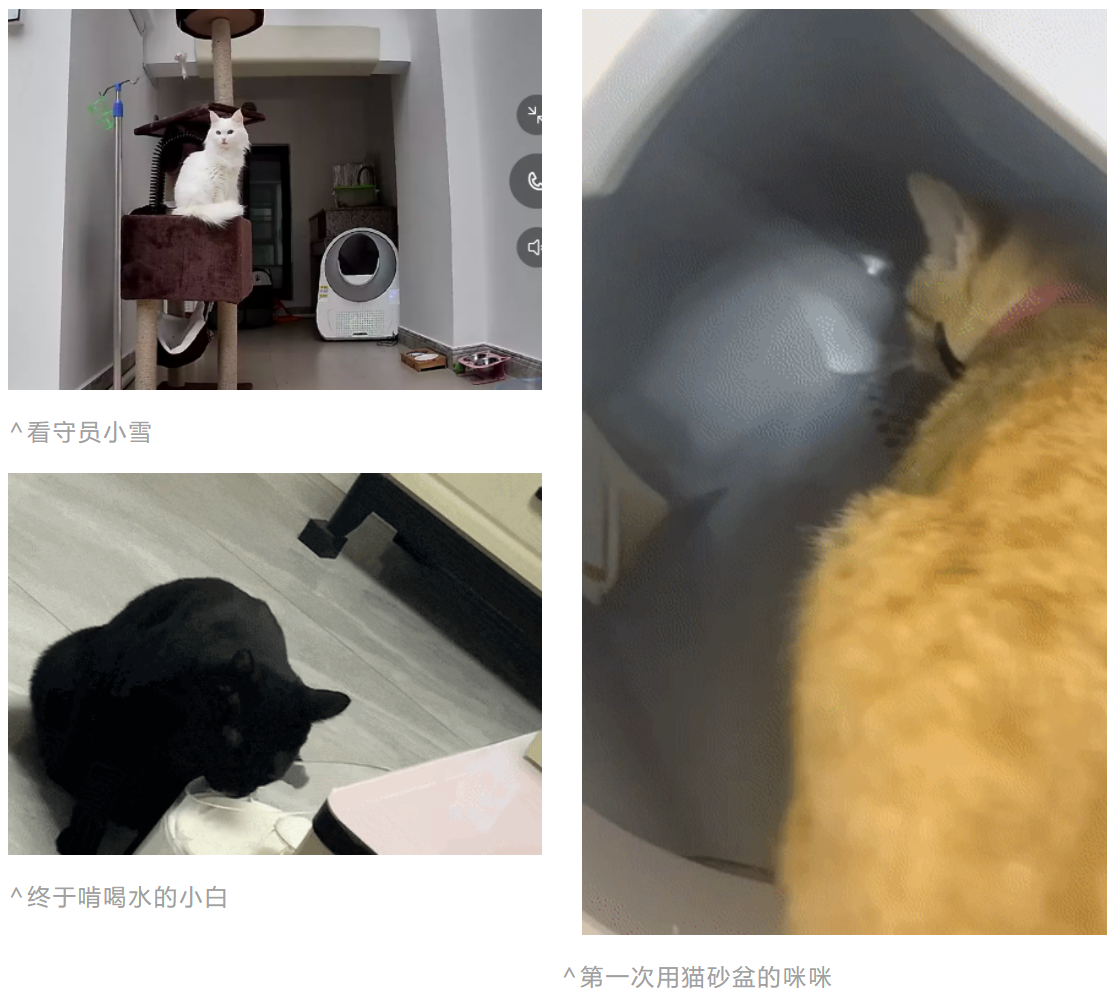 我的猫告诉我猫有九条命是骗人的catlink会员故事