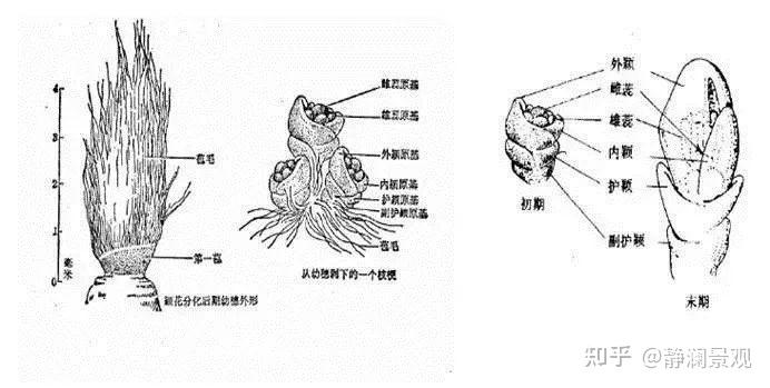 花芽结构图图片