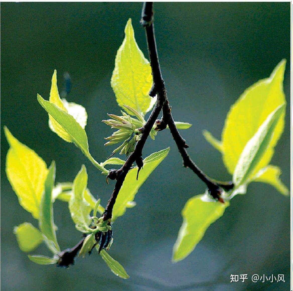 小小风说中药-杜仲(补肝肾,强筋骨) - 知乎