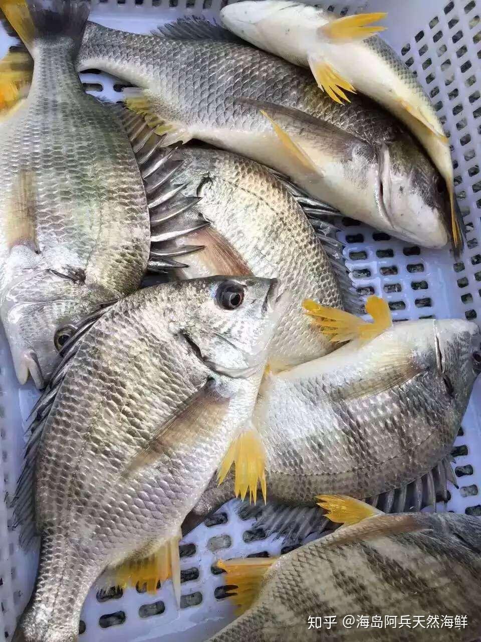 海鲜市场常见鱼类种类有哪些最好有图