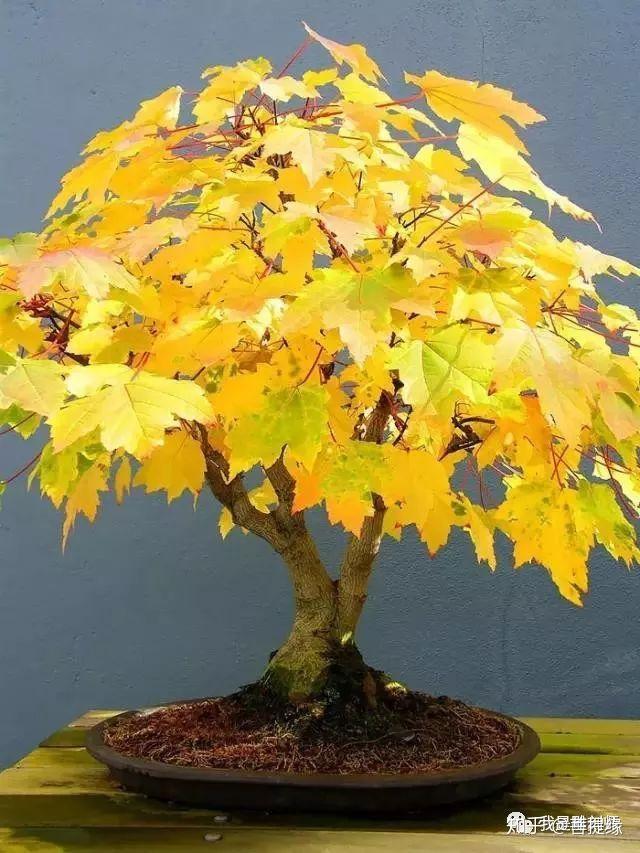 世界上最贵盆栽,一盆就是一座房子-最贵的盆景是什么品种