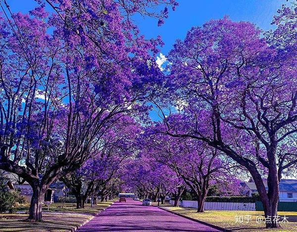 蓝花楹什么时候开 凌霞花花期在什么时候 双偶网