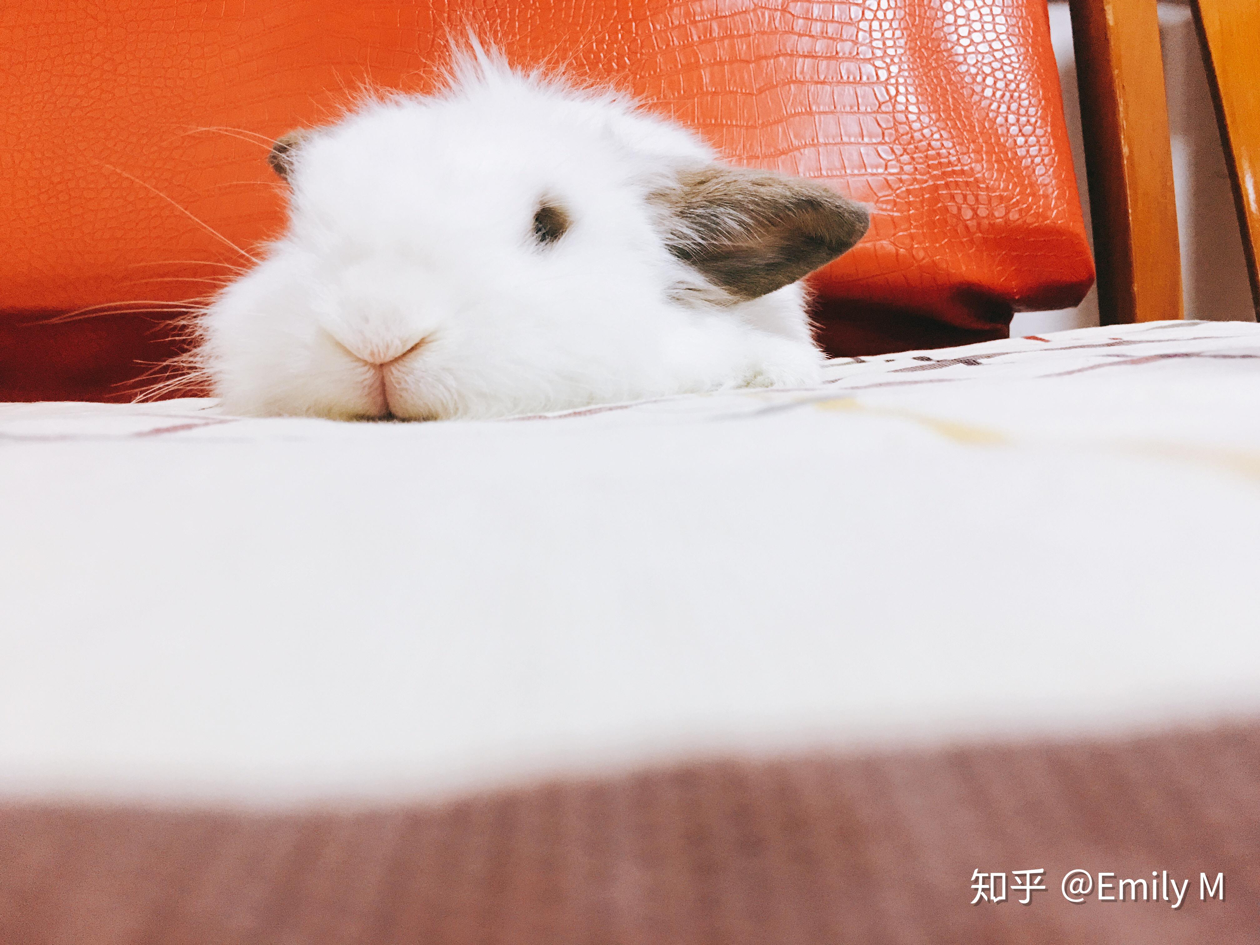 怎样让兔子不在床上尿尿 v2-10f72bb56040fe023a08e24b95ee86a2_r.jpg