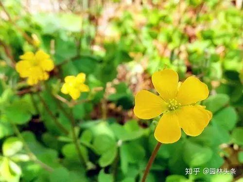80种 农村的野花野草 还记得它们的名字吗 知乎