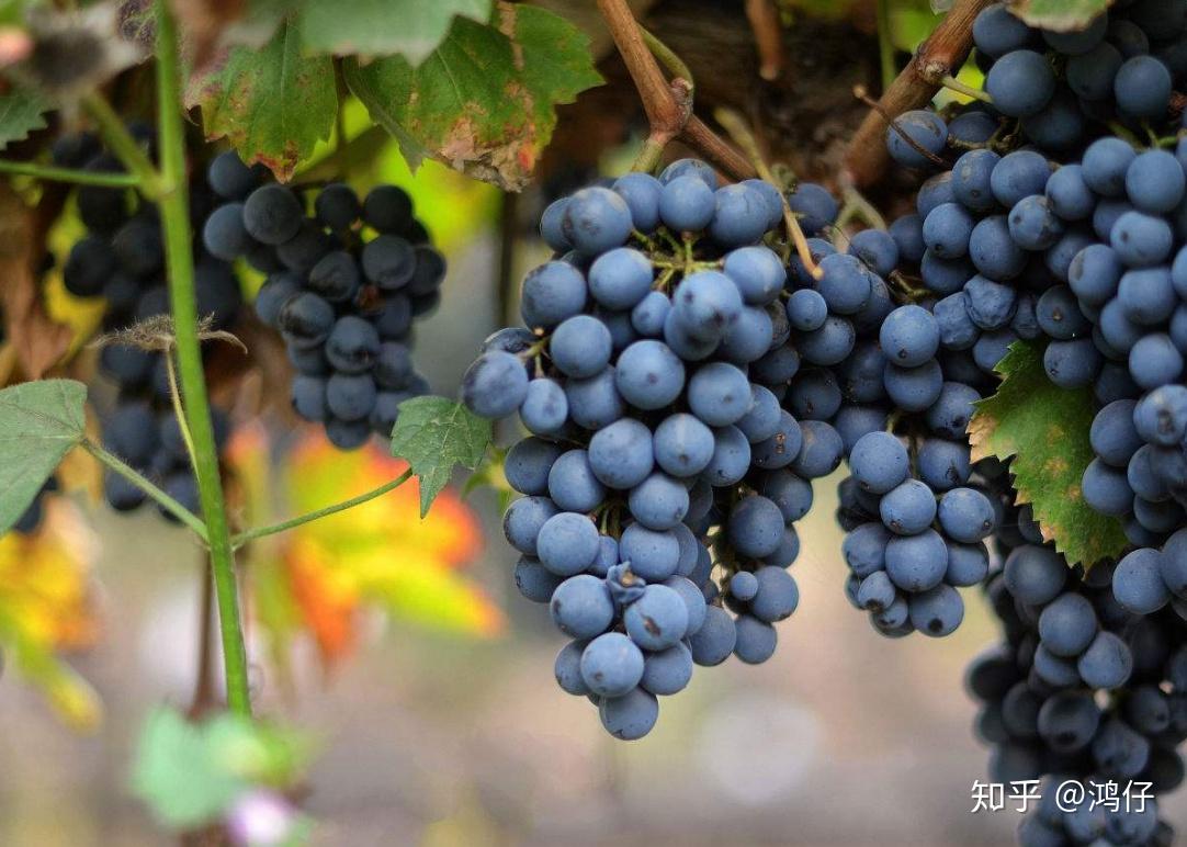 葡萄酒系列基础知识篇之葡萄品种——马尔贝克