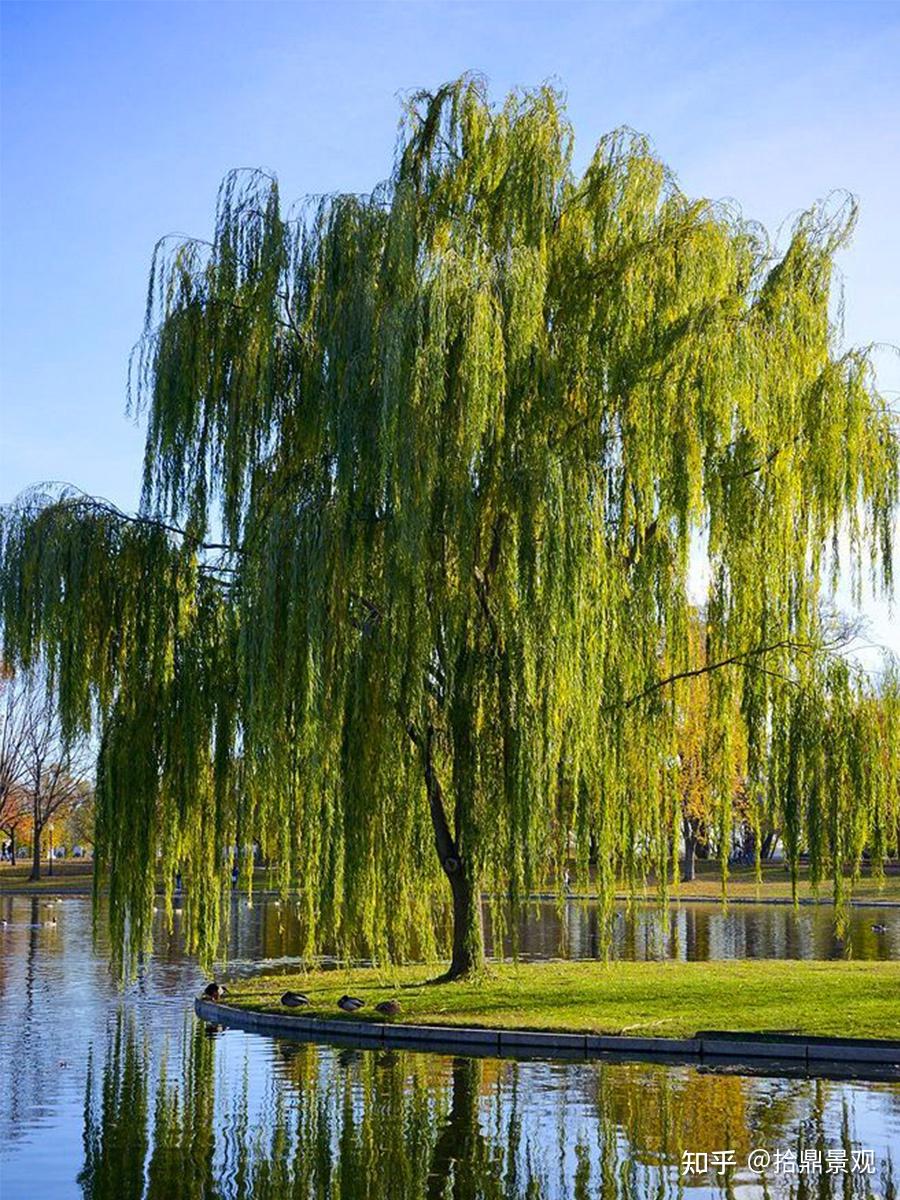 常以折柳相赠来表达依依惜别之情,因此,柳树总能勾起旅人的思乡之情,"