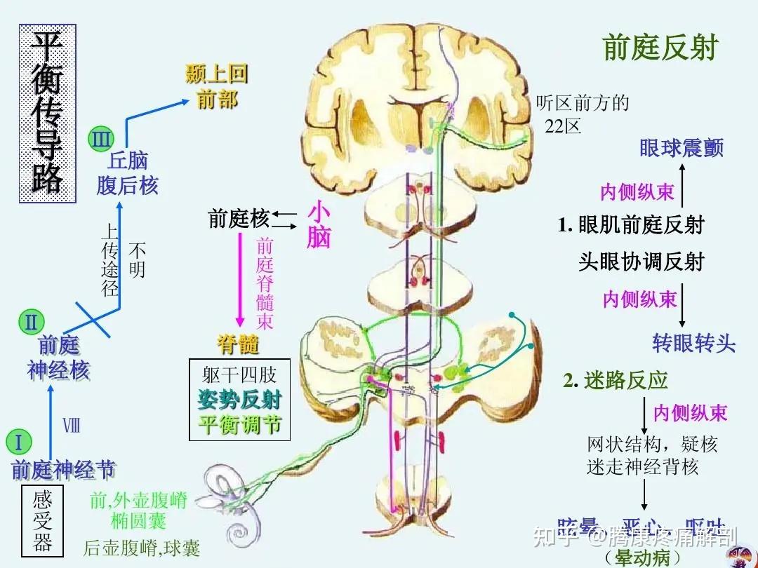 前庭神经位置图片