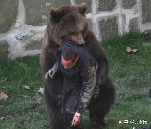 东北人说"不能被熊瞎子舔脸",真有这么可怕吗,战斗民族笑了