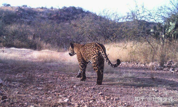 亚利桑那爆发一场南北战争北上进入美国的美洲豹与黑熊争锋