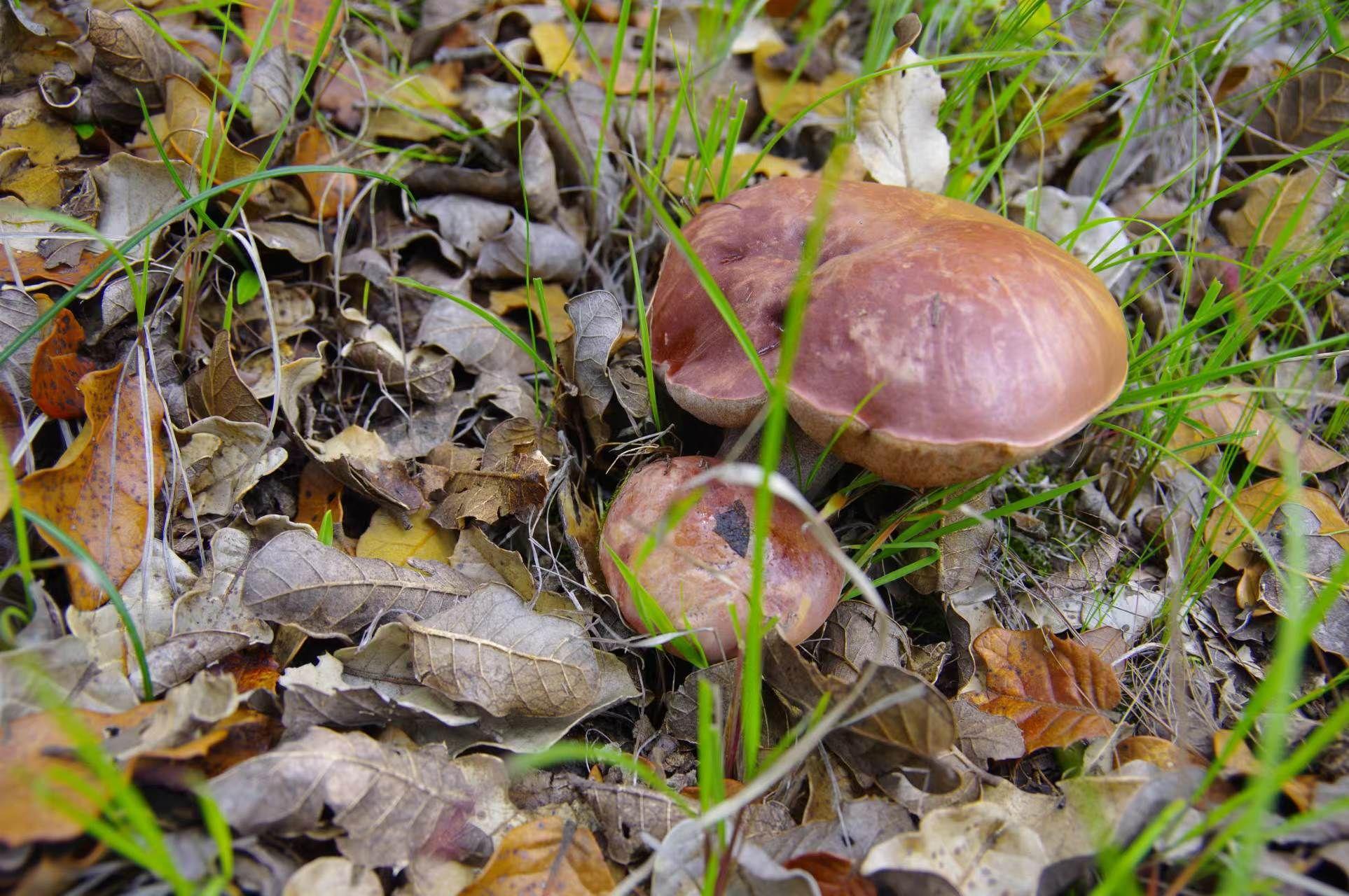 山野藏珍馐:紫盖牛肝菌 - 知乎