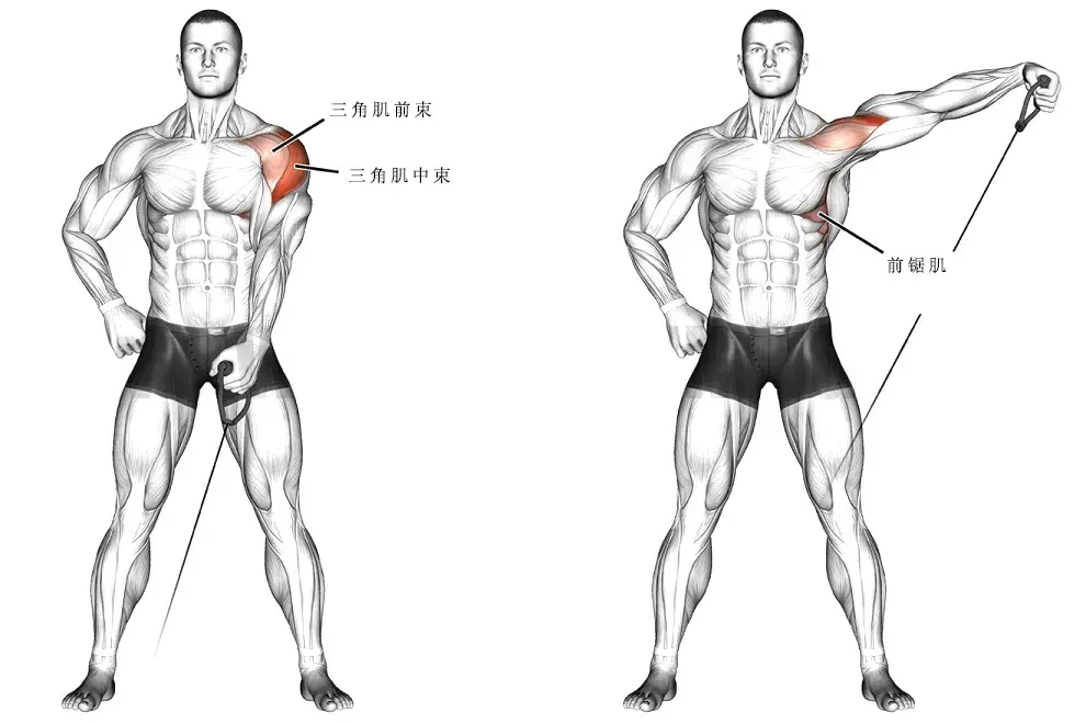 三角肌前束中束后束图片