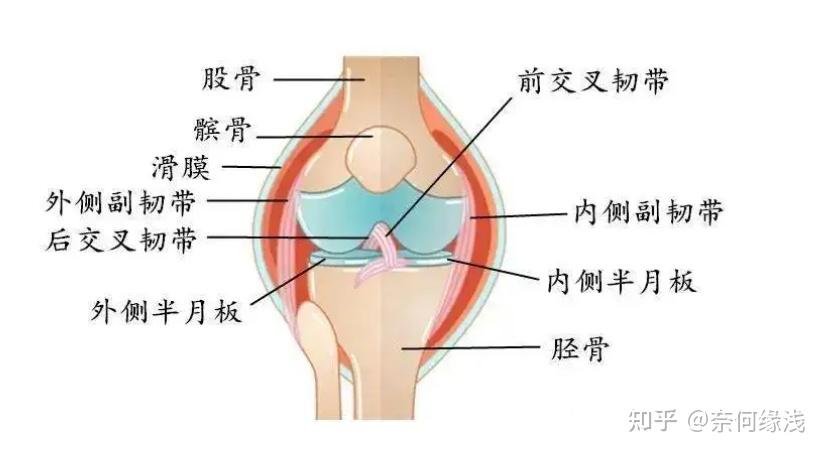 2022年3月保暖制动保健高性价比运动护膝推荐长期运动如何保护膝盖