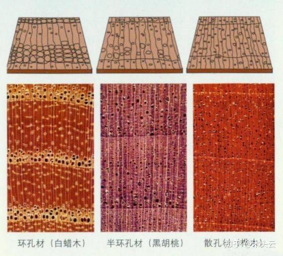 针叶材与阔叶材的特点及应用 - 知乎