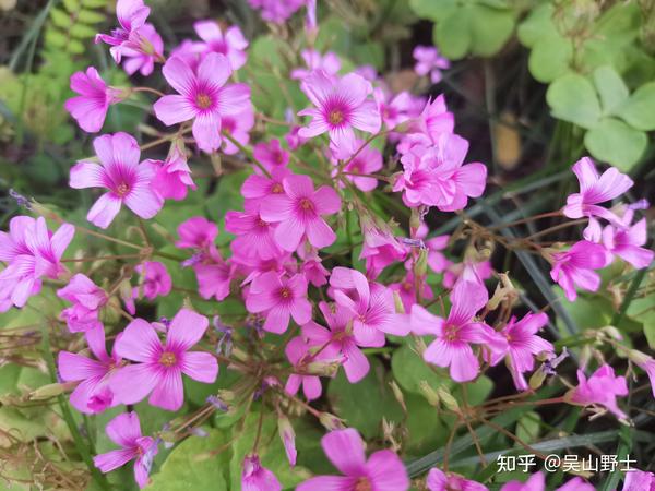 红花酢浆草的果实长什么样 红花酢浆草果实 红花酢酱草根部能吃