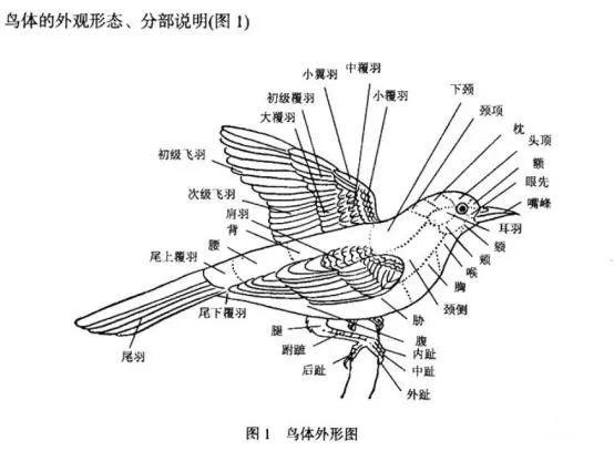 掏鸟窝是个技术活儿这个姿势一般人我不告诉他