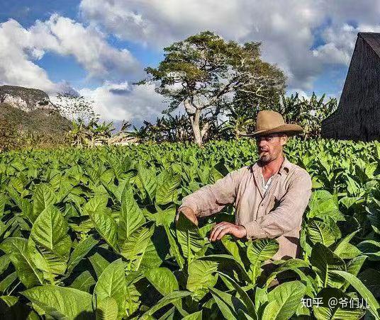 雪茄知识点之古巴雪茄烟叶最新收购价格公布