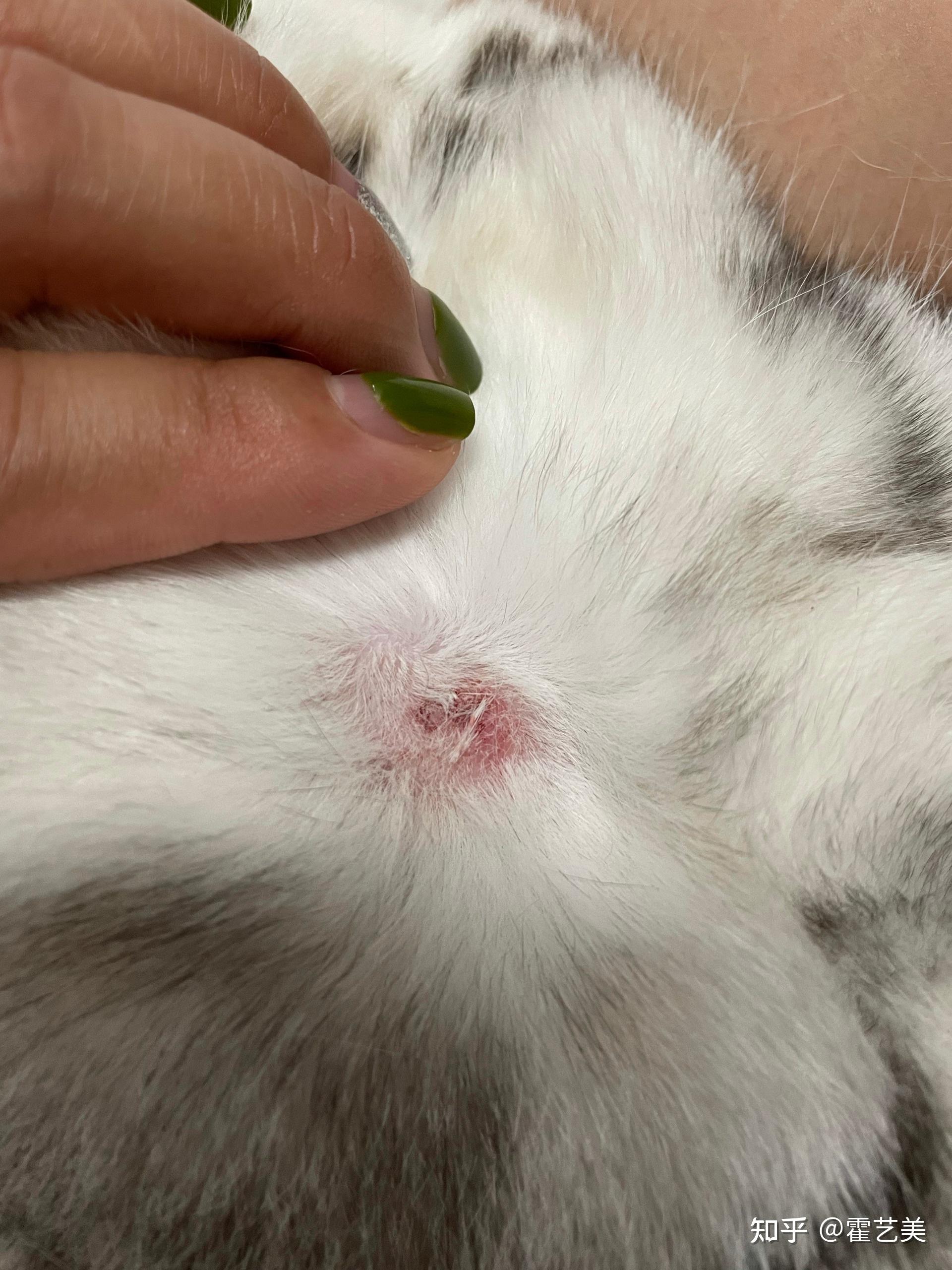 猫咪脖子有结痂是什么情况