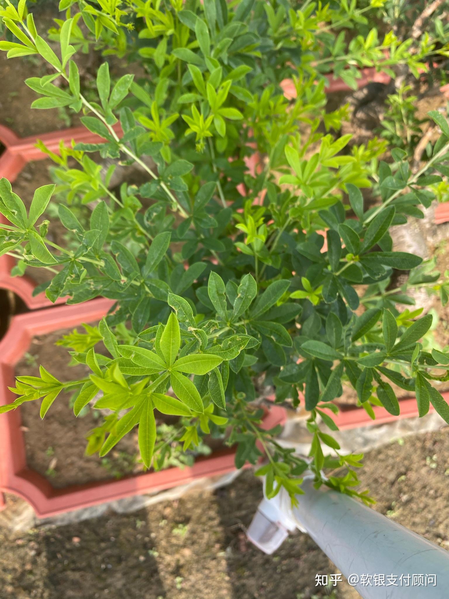 盆栽童子功黄金雀～黑皮南雀黄金雀～黑皮南雀,童子功造型,又名黄金鸟