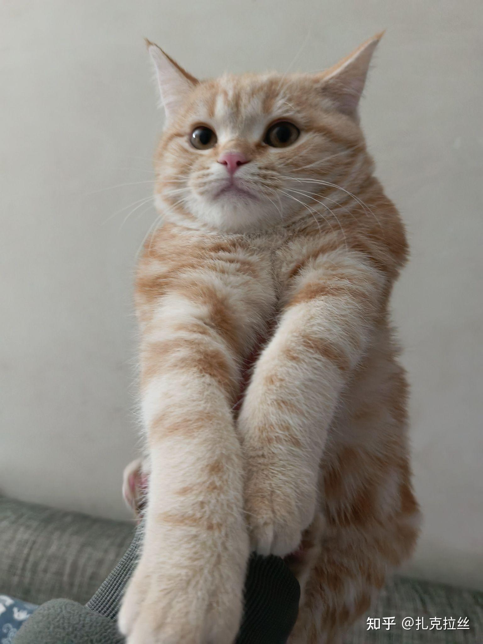 请问这是纯种美短凯米尔色吗? - 知乎