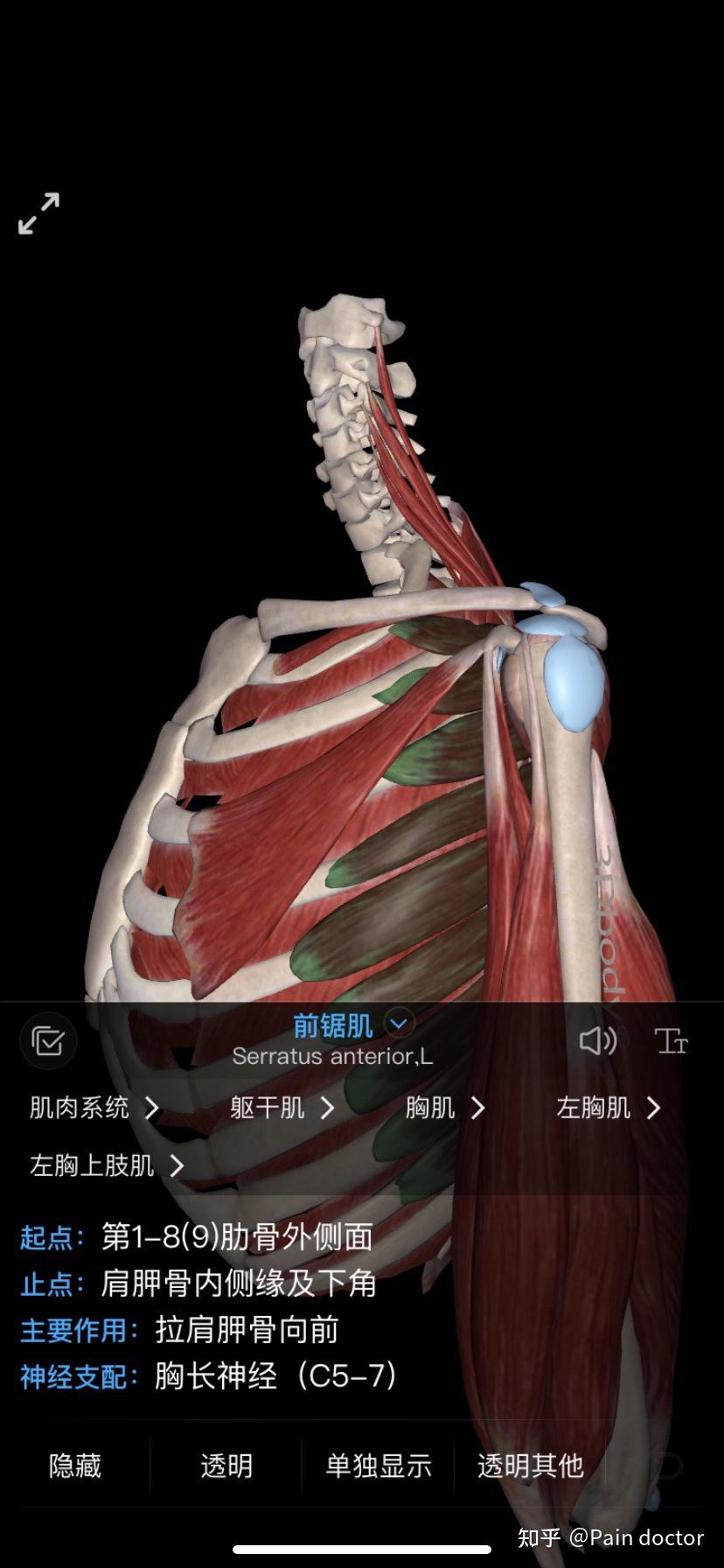 因为它被斜方肌覆盖,属于背部深层的一块肌肉,附着于肩胛骨内侧缘