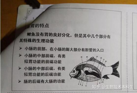相应的生理构造可视为:肉食性鱼类有胃这个器官,杂食性