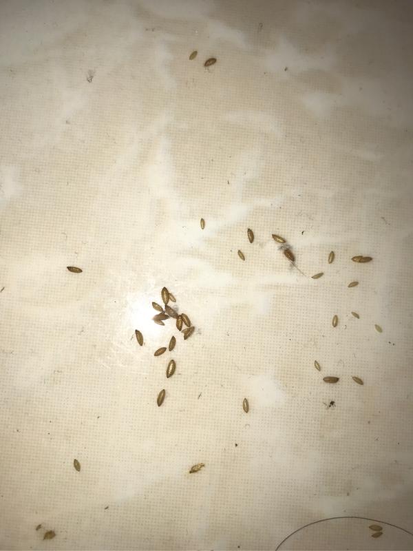 家里出现虫卵 味道很奇特难闻 求助 淡紫蔷薇的回答 知乎