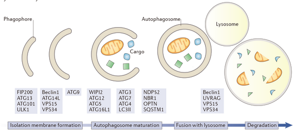 图说ampk及其信号通路的功能