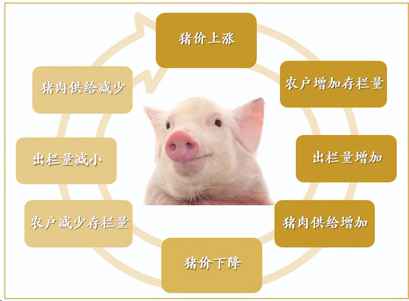 鼎帷咨询:猪周期面临"失灵"风险对企业经营者的启示