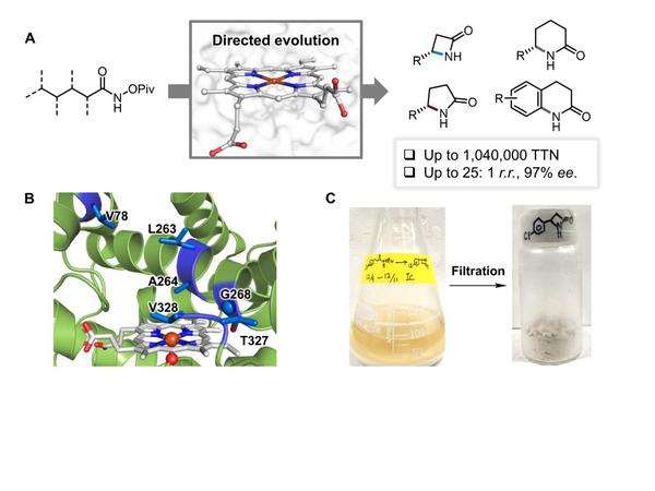 专家点评Science┃定向进化——工程酶再次挑战化学合成的极限！ - 知乎