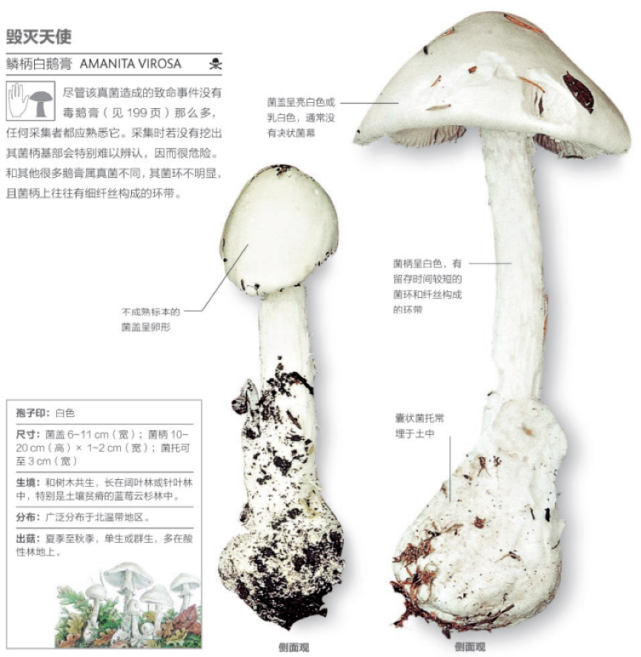 蘑蘑菇隐藏特性图片