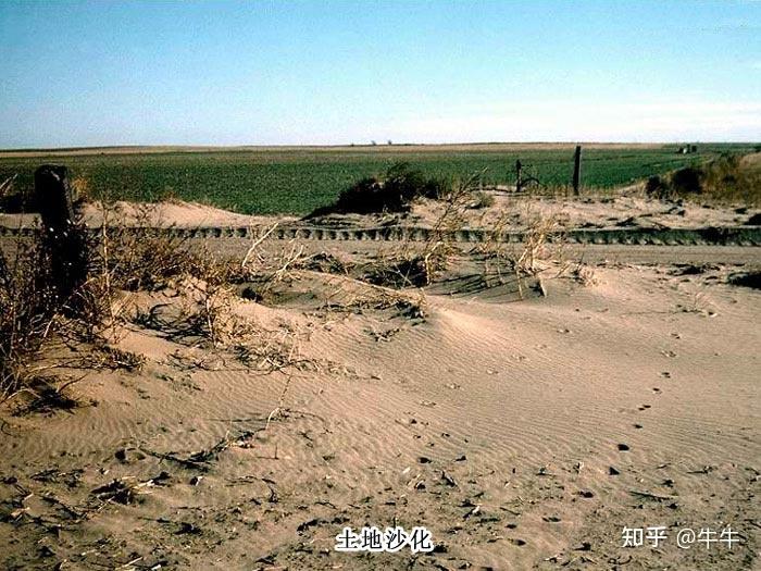 敦煌万亩沙漠防护林遭剃光头式砍伐她会成为第二个楼兰吗