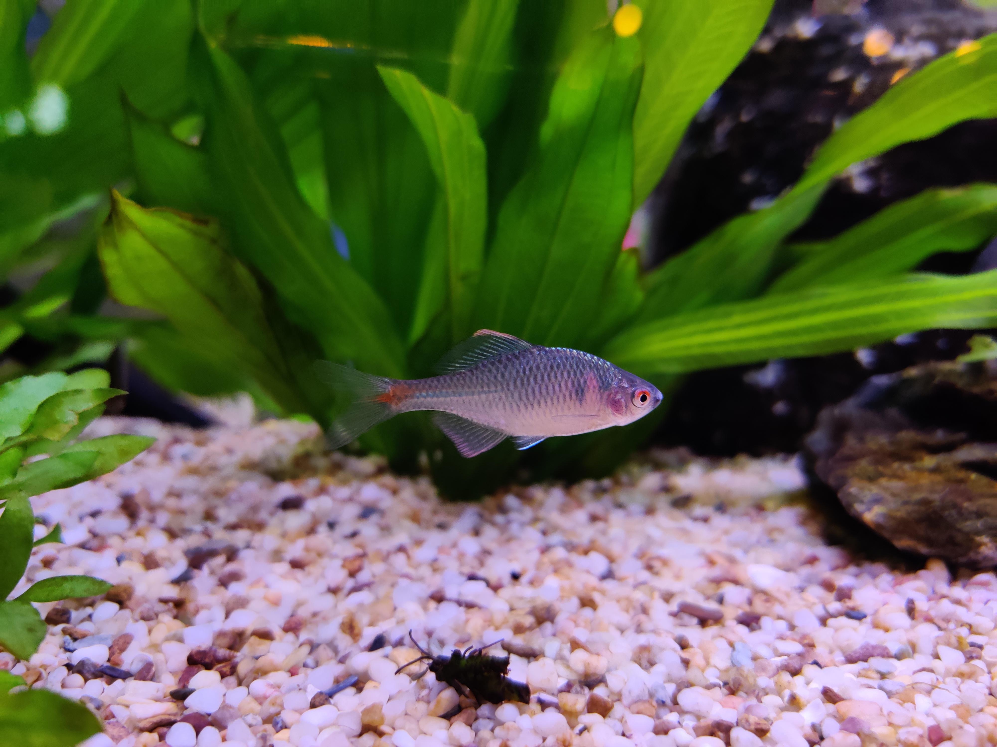 鳑鲏鱼怎么繁殖?鳑鲏鱼好吃吗? - 知乎