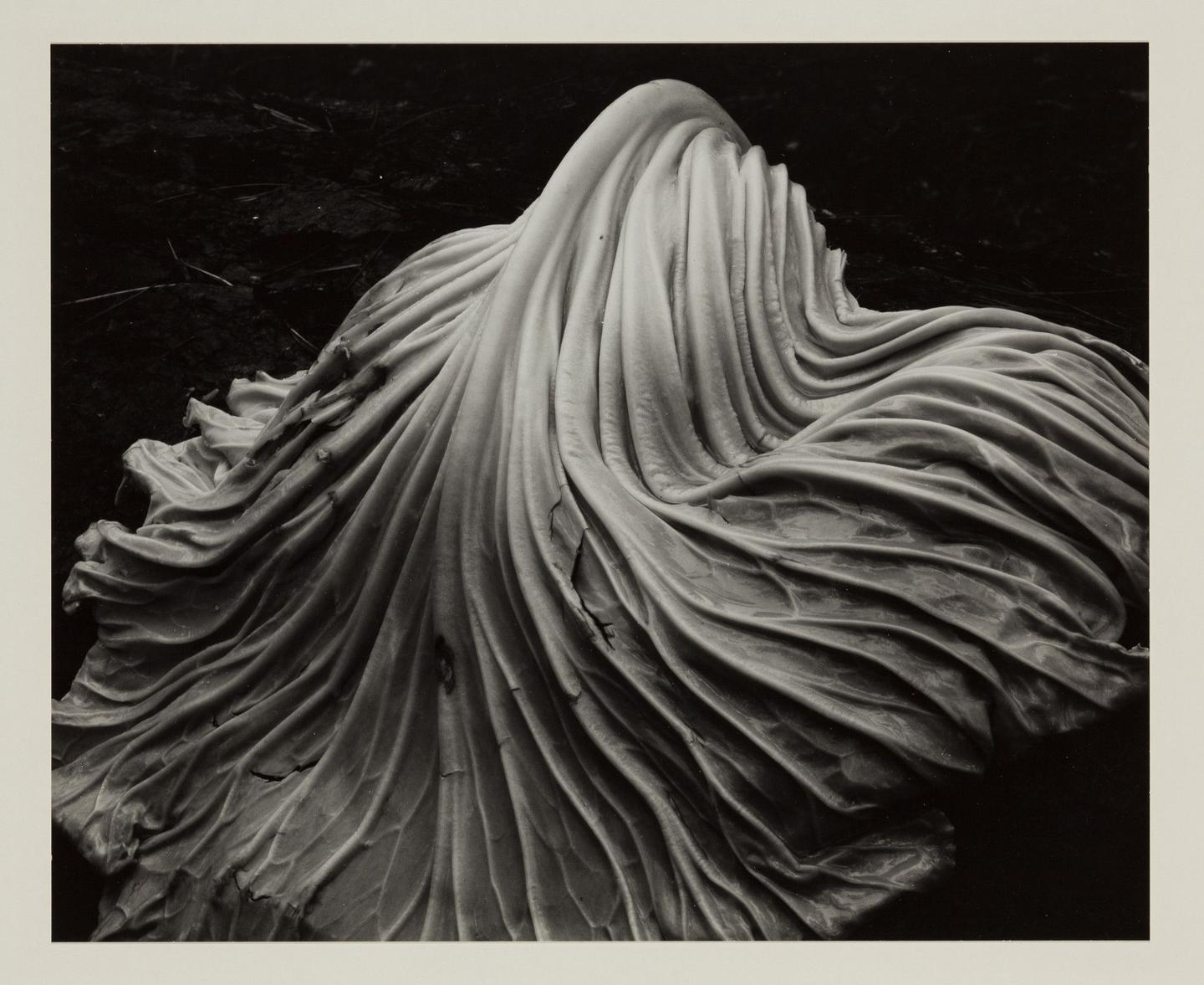 Edward Weston, Onion Halved, 1930 · SFMOMA