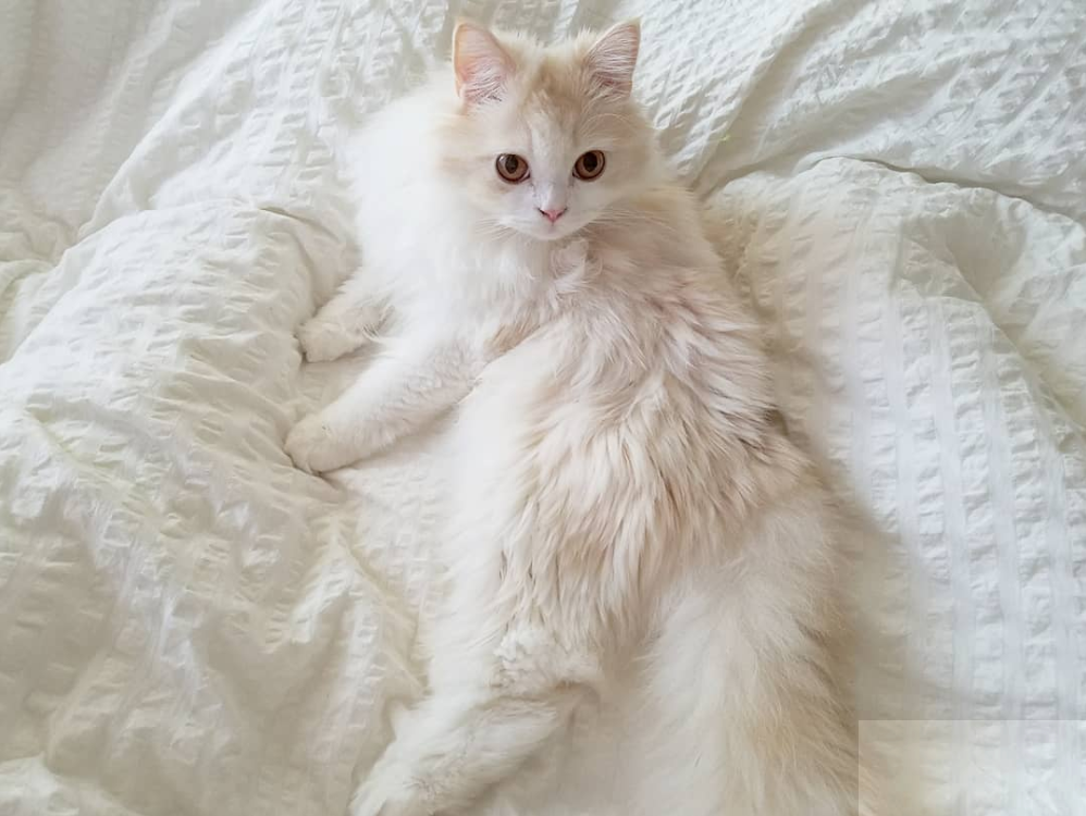 吸猫大会:布履阑珊猫kyoske