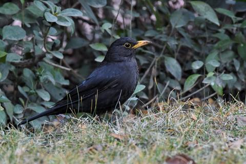 觀鳥及其鳥類攝影野生鳥